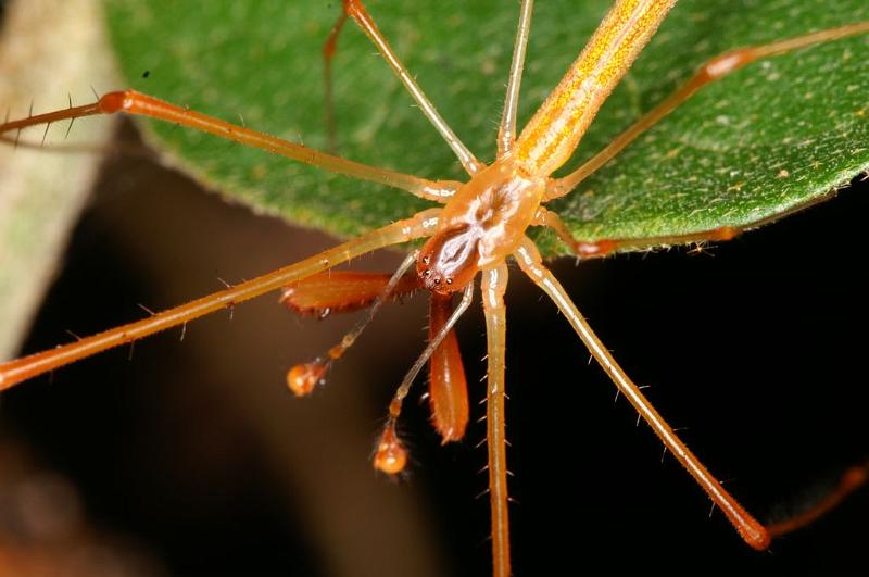 Tetragnatha_ZZ394_D5490_Z_90_Giru_Australie.jpg