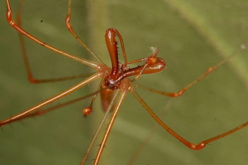 Tetragnatha_ZZ394_D5491_Z_91_Giru_Australie.jpg