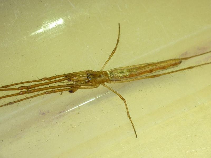 Tetragnatha_ZZ470_D6356_Z_88_Brisbane_Australie.jpg