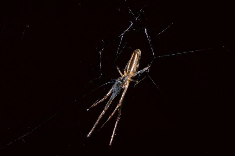 Tetragnatha_extensa_P0099_O_80_Waterleidingduinen_Nederland.jpg