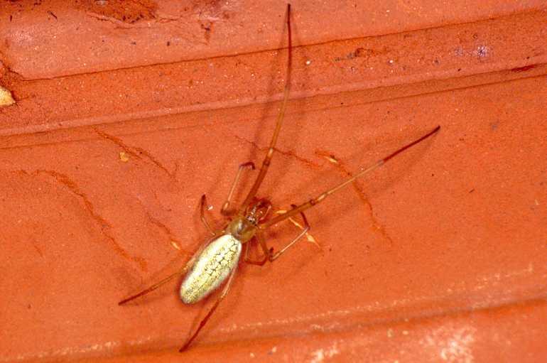 Tetragnatha_extensa_P0228_Z_75_Waterleidingduinen_Nederland.jpg