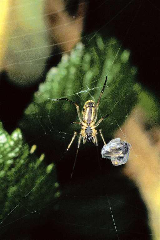 Tetragnatha_extensa_P0263_Z_75_Waterleidingduinen_Nederland.jpg
