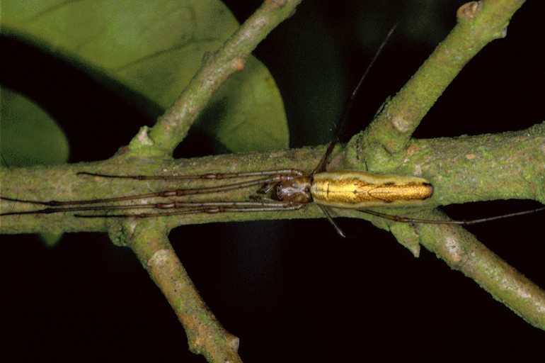 Tetragnatha_extensa_P0955_Z_90_-_Frankrijk.jpg
