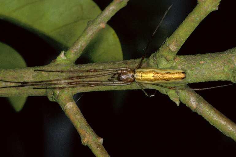 Tetragnatha_extensa_P0956_Z_90_-_Frankrijk.jpg
