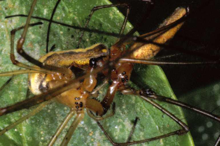 Tetragnatha_extensa_P0975_Z_90_-_Frankrijk.jpg