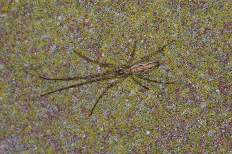 Tetragnatha_montana_D4255_Z_88_Ooij_Nederland.jpg