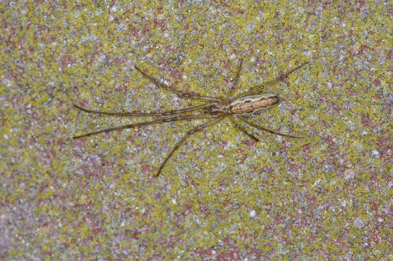Tetragnatha_montana_D4256_Z_88_Ooij_Nederland.jpg