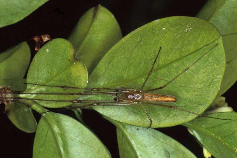 Tetragnatha_montana_P0957_O_90_-_Frankrijk.jpg