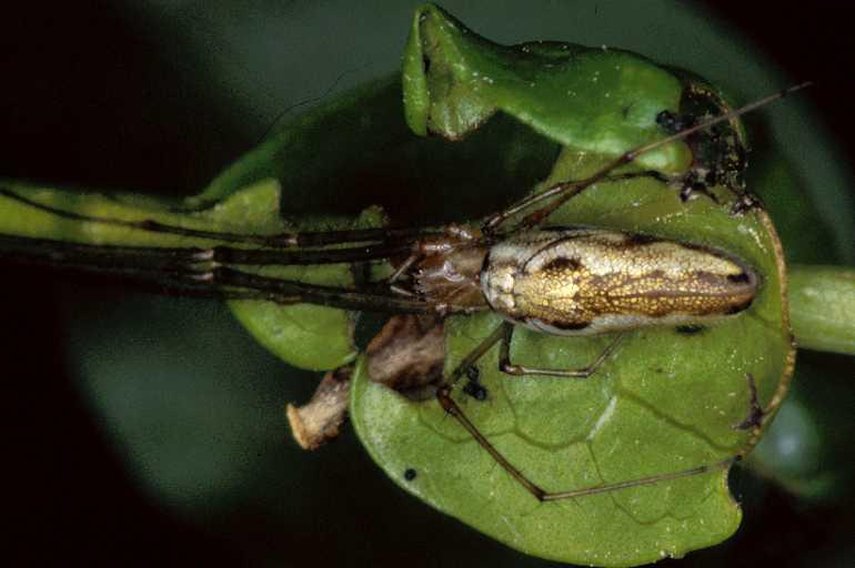 Tetragnatha_montana_P0960_Z_90_-_Frankrijk.jpg
