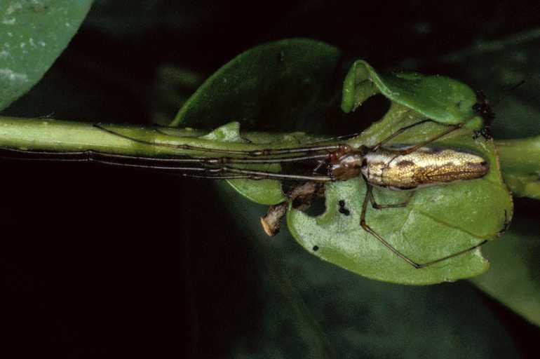 Tetragnatha_montana_P0961_Z_90_-_Frankrijk.jpg
