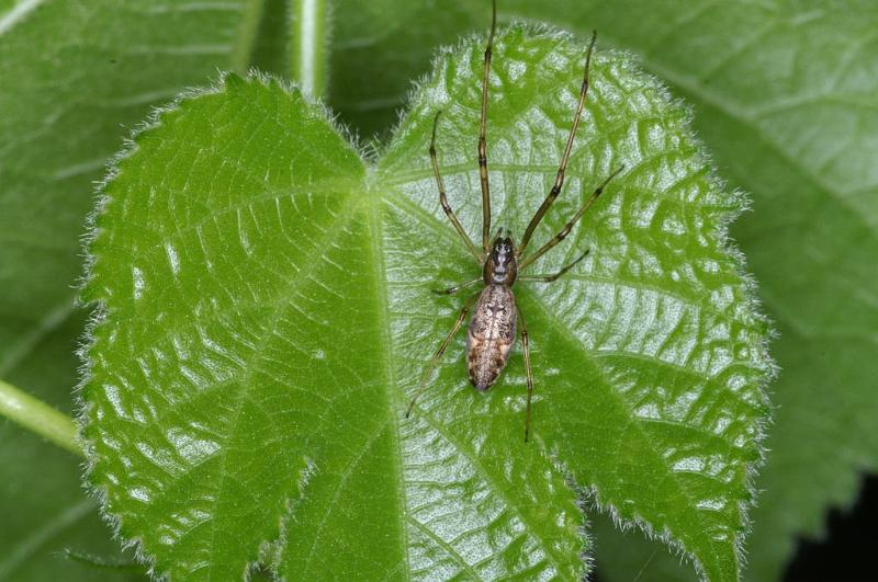 Tetragnatha_nigrita_D3894_Z_89_Kaaihoeve_Belgie.jpg