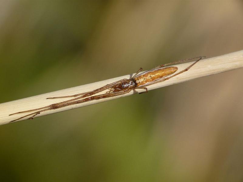 Tetragnatha_valida_D6522_O_90_Brisbane_Australie.jpg