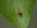 Deliochus_ZZXYX_D6563_Z_80_Brisbane_Australie