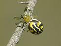 Deliochus_melanius_D6530_Z_88_Brisbane_Australie