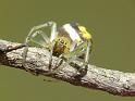 Deliochus_melanius_D6531_Z_88_Brisbane_Australie