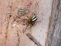Deliochus_zelivira_D6411_O_85_Brisbane_Australie