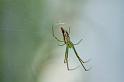Leucage_decorata_D5422_Z_88_Yungaburra_Australie