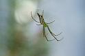 Leucage_decorata_D5423_Z_88_Yungaburra_Australie
