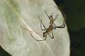 Leucage_decorata_F0838_Z_87_Giru_Australie