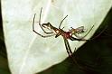 Leucage_decorata_F0839_Z_84_Giru_Australie