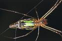 Leucage_decorata_F0881_Z_87_Giru_Australie
