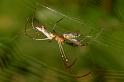 Leucage_decorata_RF0535_Z_75_Daintree-Giru_Australie
