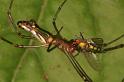 Leucage_decorata_RF0536_Z_76_Daintree-Giru_Australie