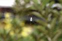Leucage_granulata_D4160_Z_85_Nudgee_Australie