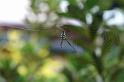 Leucage_granulata_D4161_Z_85_Nudgee_Australie