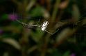 Leucage_granulata_D4162_Z_89_Nudgee_Australie