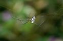 Leucage_granulata_D4163_Z_90_Nudgee_Australie