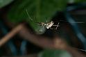 Leucage_granulata_D4173_Z_86_Nudgee_Australie