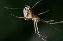 Leucage_granulata_D4174_Z_86_Nudgee_Australie