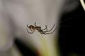 Leucage_granulata_D5432_Z_80_Yungaburra_Australie