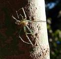 Leucage_granulata_D6229_Z_80_Brisbane_Australie