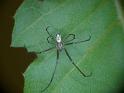 Leucage_granulata_D6238_Z_86_Brisbane_Australie