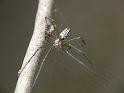 Leucage_granulata_D6460_Z_88_Brisbane_Australie
