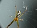 Leucage_granulata_D6586_Z_90_Brisbane_Australie