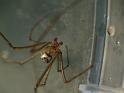 Leucage_granulata_D6743_Z_86_Brisbane_Australie