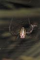 Leucage_granulata_F0585_O_82_Carnavon_Australie