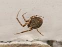 Metellina_ZZXYX_D4050_Z_84_Waterleidingduinen_Nederland