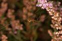Metellina_ZZXYX_D5881_Z_75_Badhoevedorp_Nederland