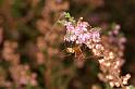 Metellina_ZZXYX_D5882_Z_75_Badhoevedorp_Nederland
