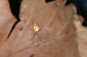 Metellina_mengei_D4361_Z_89_Oostvlieland_Nederland