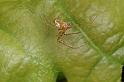 Metellina_mengei_D4364_Z_87_Badhoevedorp_Nederland