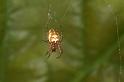 Metellina_mengei_D4365_Z_85_Badhoevedorp_Nederland