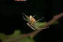 Metellina_mengei_D4366_Z_85_Badhoevedorp_Nederland