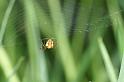 Metellina_mengei_D4408_Z_82_Oostvlieland_Nederland