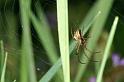 Metellina_mengei_D4409_Z_82_Oostvlieland_Nederland