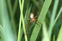 Metellina_mengei_D4410_Z_82_Oostvlieland_Nederland